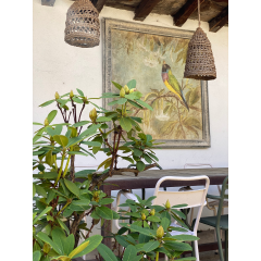 L'OISEAU AUX DATURAS (120x120cm)